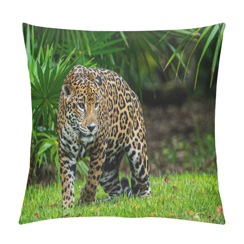 Personality  A Jaguar Seen Resting In Their Habitat Inside The Xcaret Park Zoo Pillow Covers