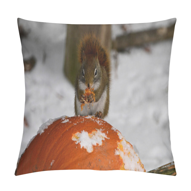 Personality  An American Red Squirrel Sits Eating A Snow Covered Pumpkin After Halloween Pillow Covers