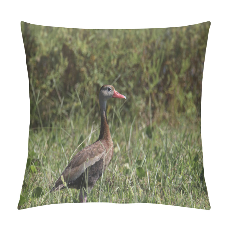 Personality  Closeup Of A Black-bellied Whistling Duck (dendrocygna Autumnatis) Pillow Covers