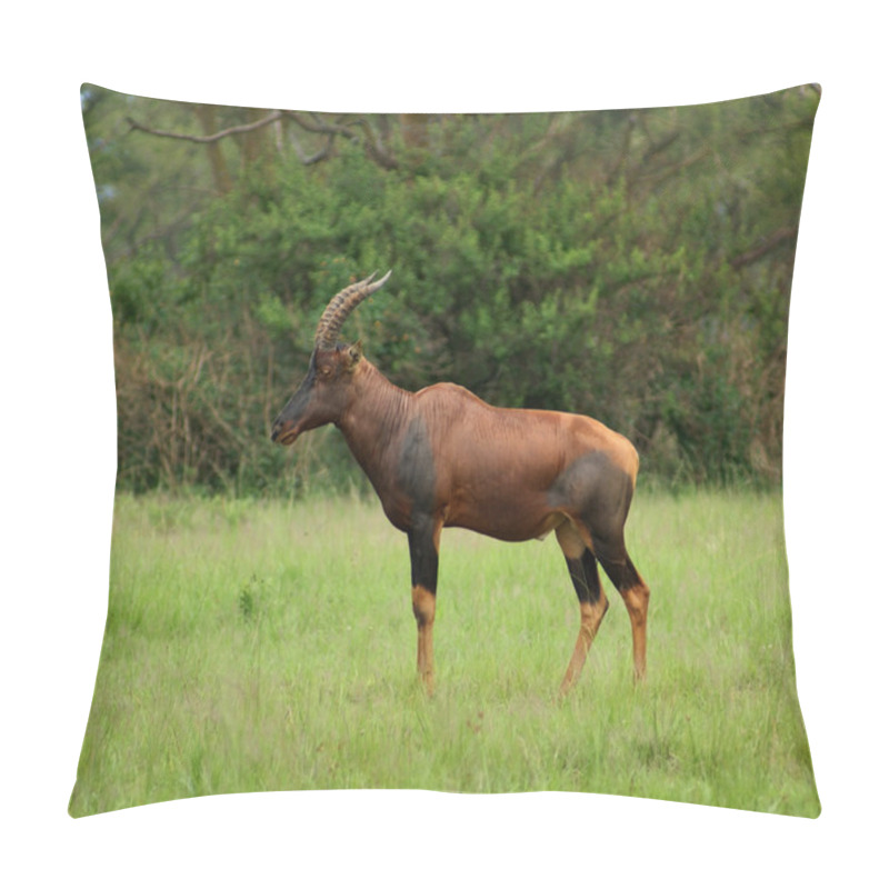 Personality  Common Tsessebe In Uganda Pillow Covers