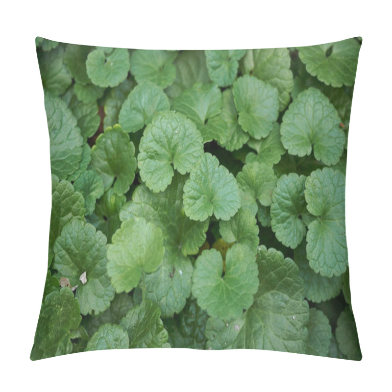 Personality  View Of Glechoma Hederacea Plant Pillow Covers