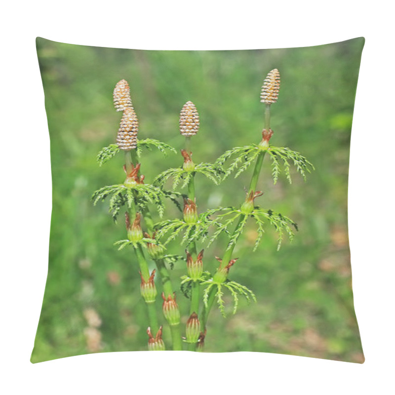 Personality  Equisetum Sylvaticum. Sporebearing Escape Closeup Pillow Covers