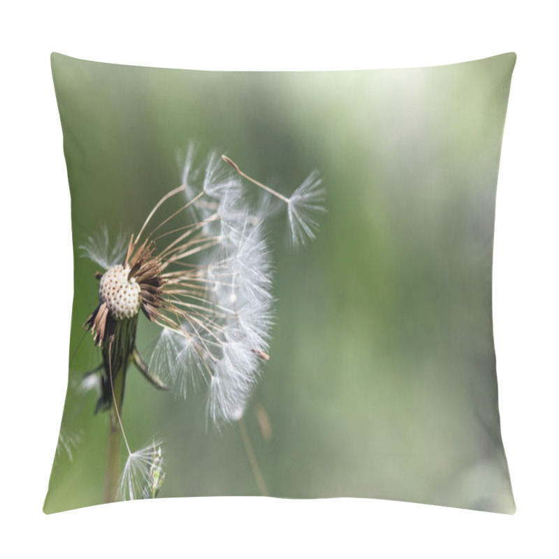 Personality  Big Fluffy Dandelion Pillow Covers