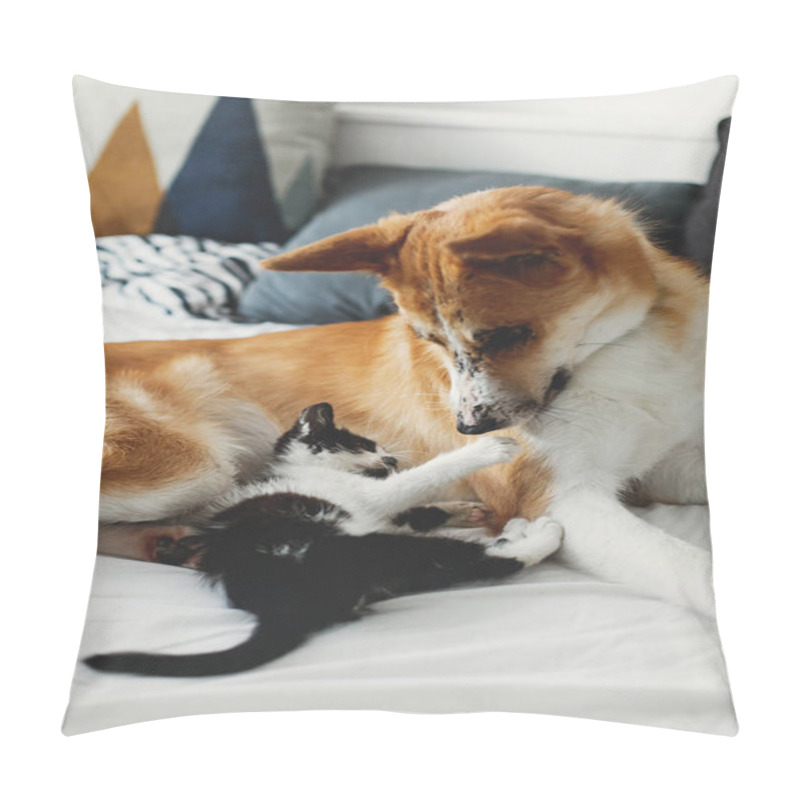 Personality  Cute Little Kitty Sitting On Big Golden Dog On Bed With Pillows In Stylish Room. Adorable Puppy Looking At Black And White Kitten With Funny Emotions Playing Together On Blanket. Best Friends Pillow Covers