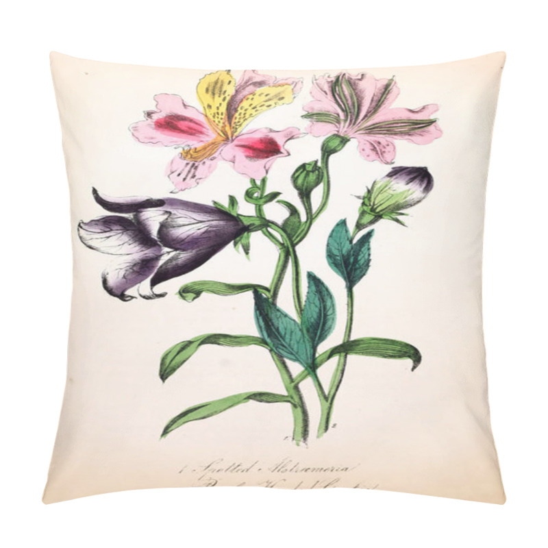 Personality  Illustration Of Flower. The American Flora : Or History Of Plants And Wild Flowers Pillow Covers