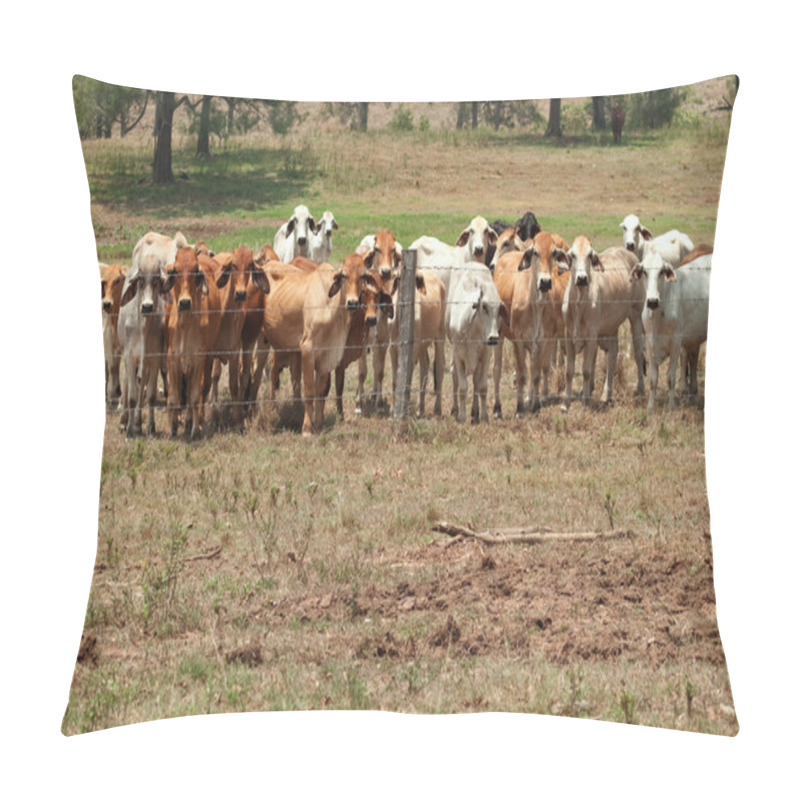 Personality  Brahman Cow Herd On Ranch With Foreground Copyspace Pillow Covers