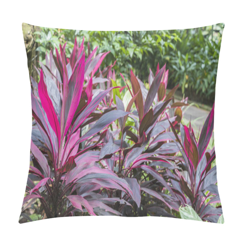 Personality  Beautiful Pink And Purple Plants In Perdana Botanical Gardens In Kuala Lumpur Malaysia. Pillow Covers