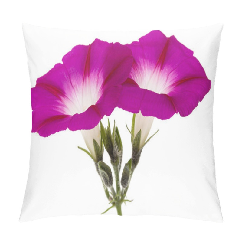 Personality  Flower Of  Ipomoea, Japanese Morning Glory, Convolvulus, Isolated On White Background Pillow Covers