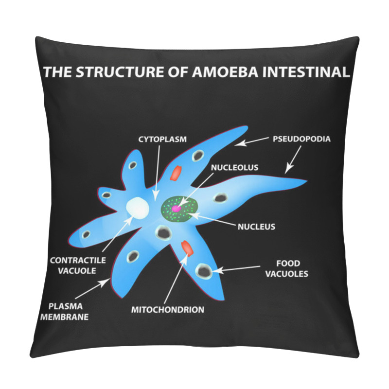 Personality  The Structure Of The Amoeba Is Intestinal. Gastrointestinal Amebiasis. Infographics. Vector Illustration On Black Background. Pillow Covers