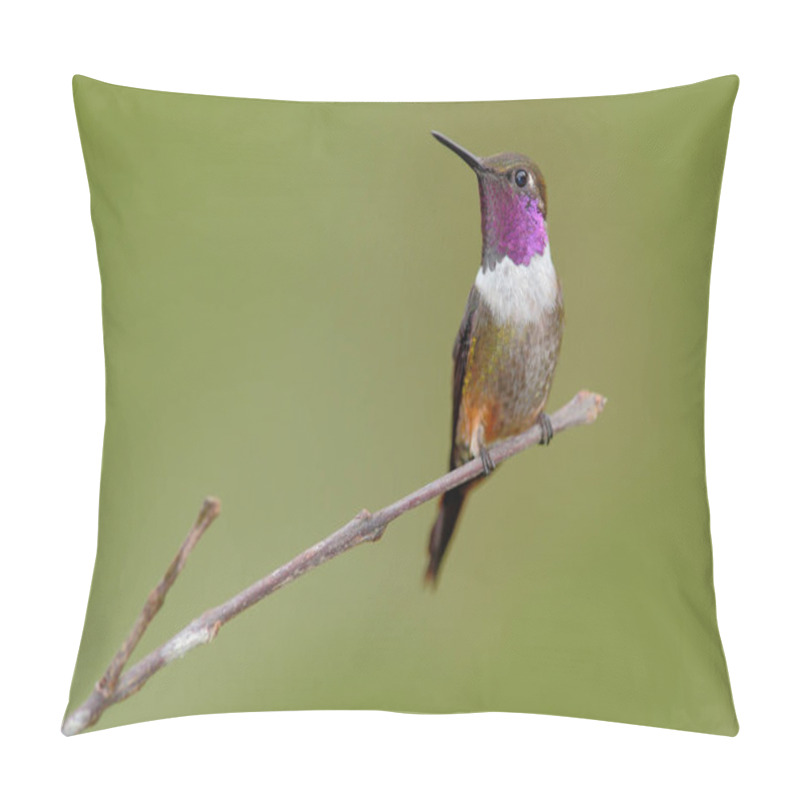 Personality  Beautiful Hummingbird In Nature Pillow Covers