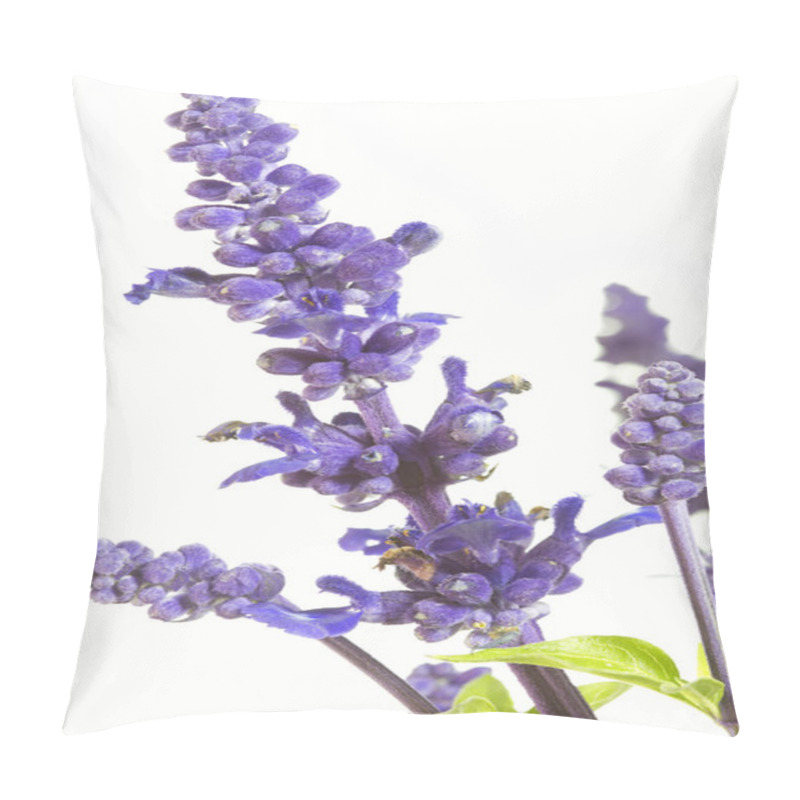 Personality  Purple Salvia Nemorosa Plant On White Background Pillow Covers