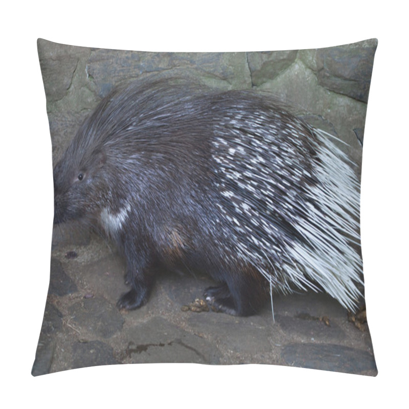 Personality  Indian Crested Porcupine (Hystrix Indica) Pillow Covers