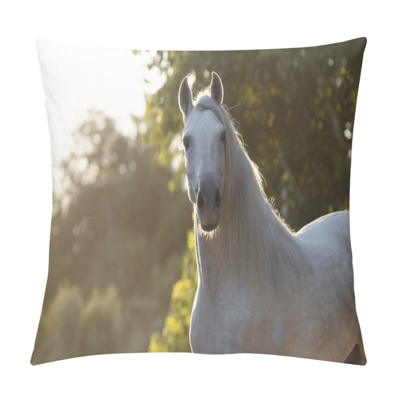 Personality  Beautiful Face Portrait Of A White Spanish Horse Stallion At Sunset Pillow Covers