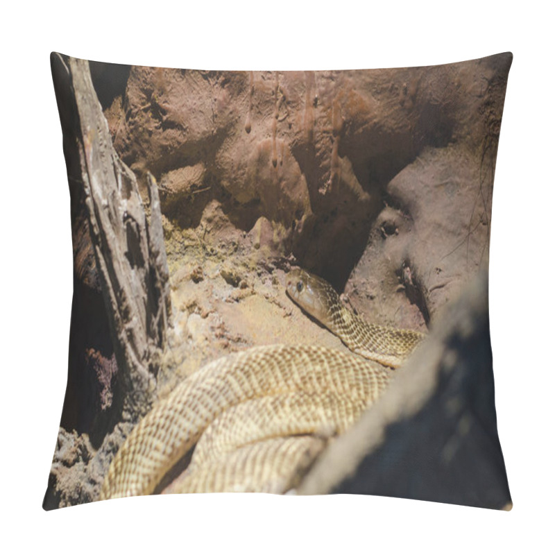 Personality  Golden Spitting Cobra,Naja Sumatrana Pillow Covers