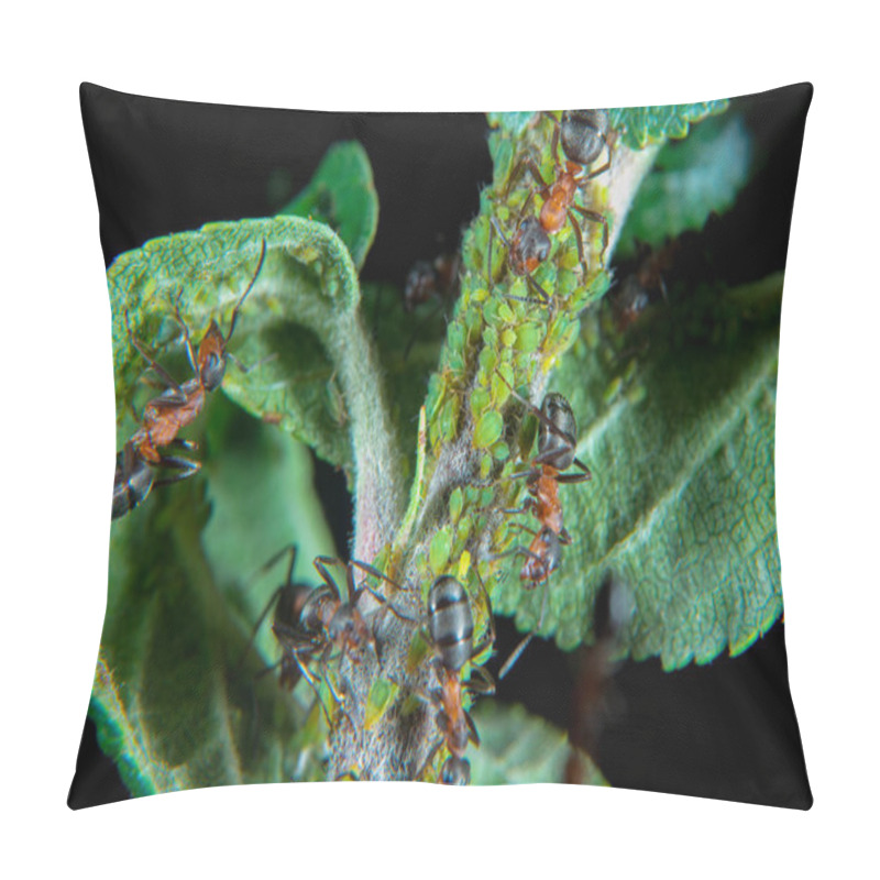 Personality  Red Wood Ants Guarding And Hearding Their Green Aphids On A Plant Pillow Covers