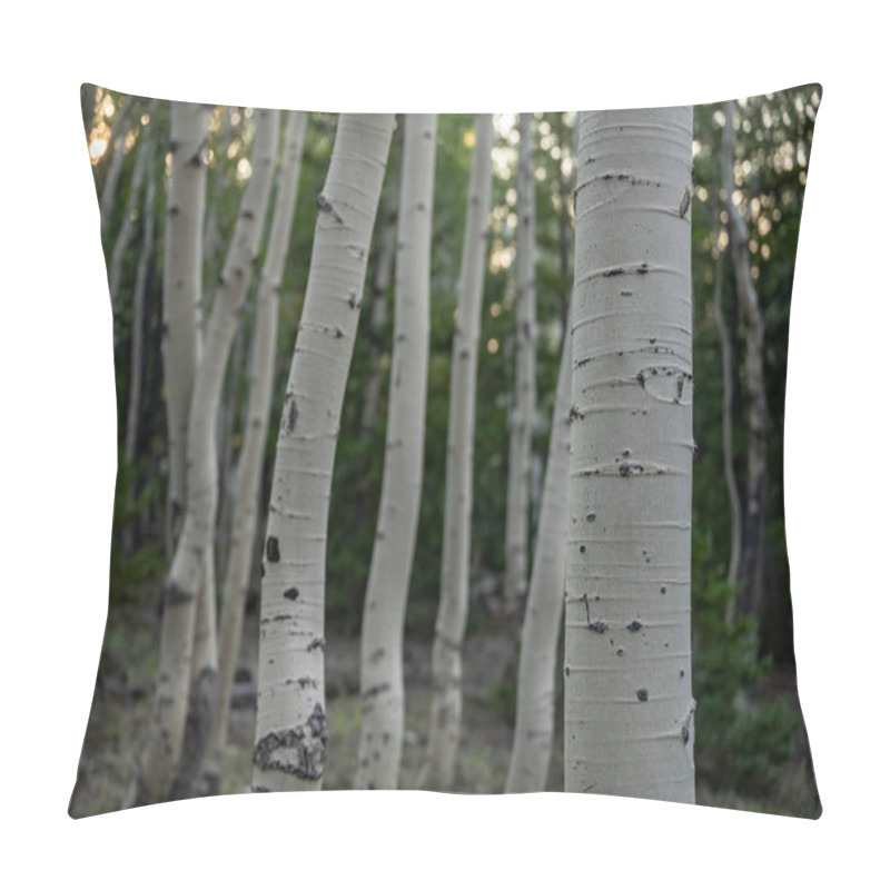 Personality  White Bark Of Aspen Tree In Forest Along Lehman Creek Trail In Great Basin National Park Pillow Covers