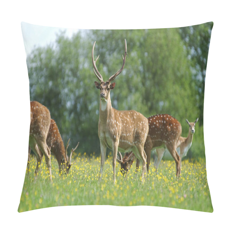 Personality  Axis Deer, Axis Axis, Herd Standing In Meadow With Flowers   Pillow Covers