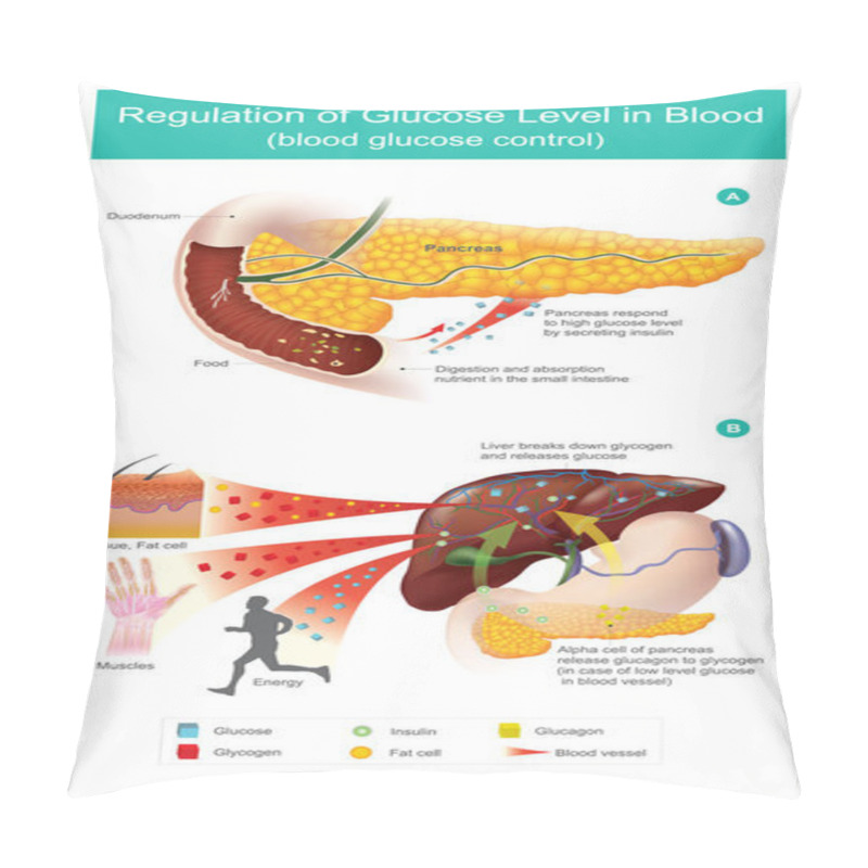 Personality  Regulation Of Glucose Level In Blood. Pillow Covers