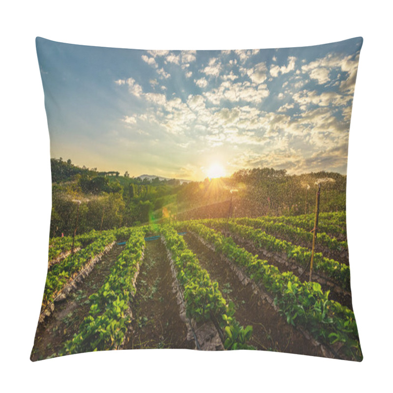 Personality  Beautiful Strawberries Farm In The Morning. Pillow Covers