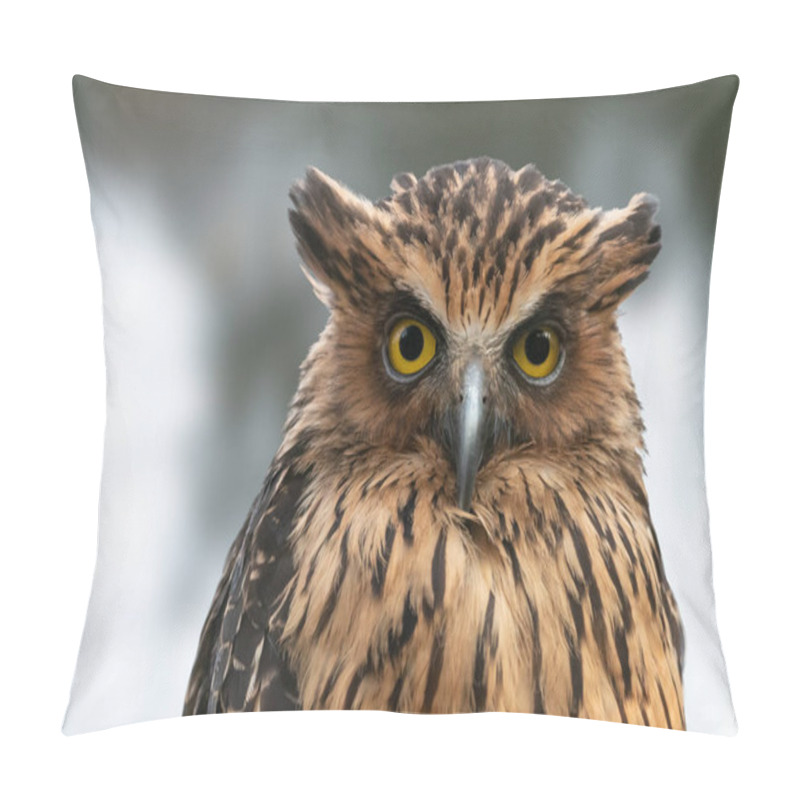 Personality  Buffy Fish-owl Close-up Portrait. Malay Fish Owl (Ketupa Ketupu)  With Yellow Eyes And Raised Ear Tufts. Pillow Covers