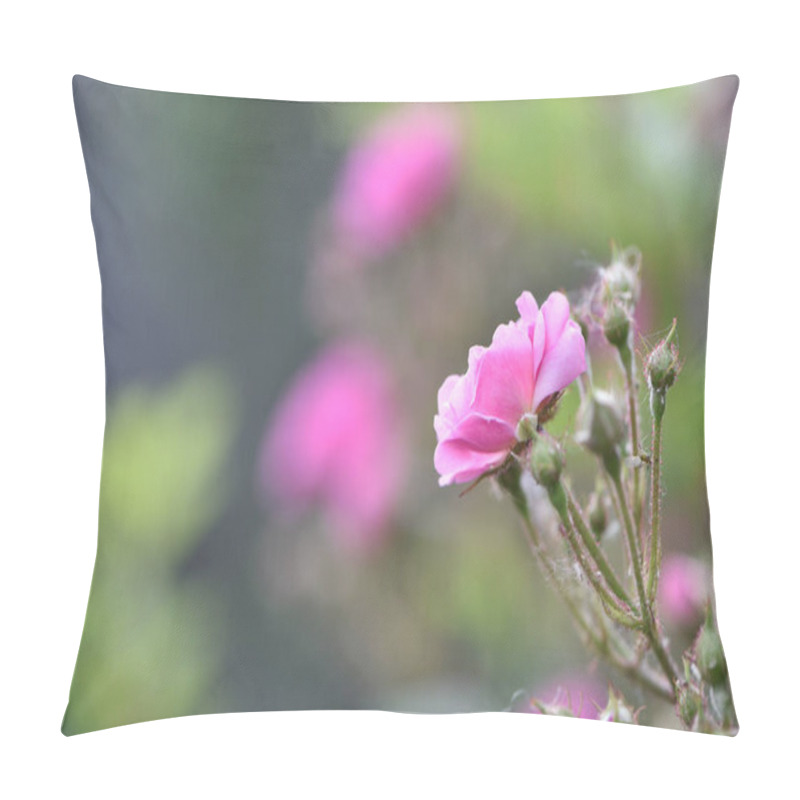 Personality  Veilchenblau, Rose Flower. Pink Roses On A Bush In The Garden, Close-up. Flowering English Rosa Climbing Rose Bush. In The Garden In The Flower Bed. Spring Time, Delicate Summer Flower. Close-up Pillow Covers