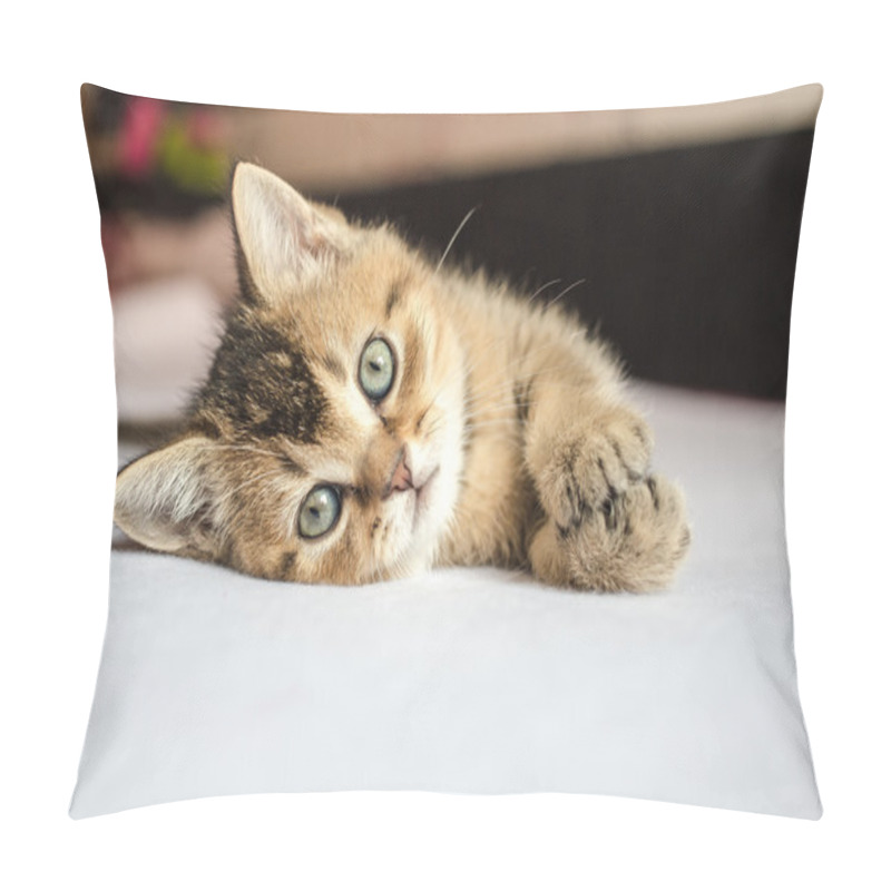 Personality  Small Pretty Kitten British Golden Chinchilla Ticked Lying On Hi Pillow Covers