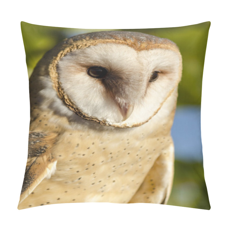 Personality  Common Barn Owl In Autumn Setting Pillow Covers