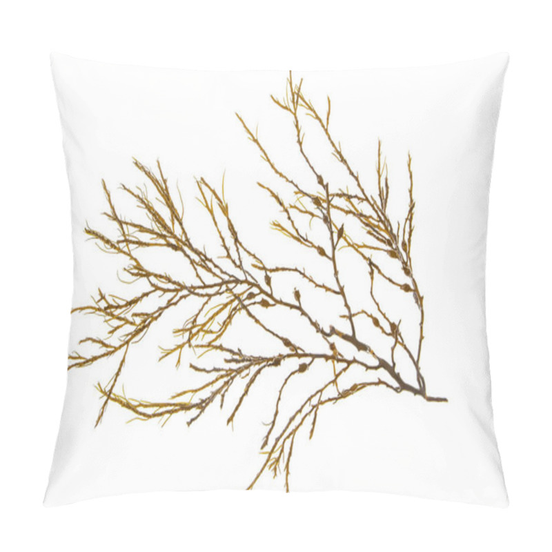 Personality  Ascophyllum Nodosum Brown Seaweed Or Knotted Kelp Algae Branch Isolated On White Pillow Covers