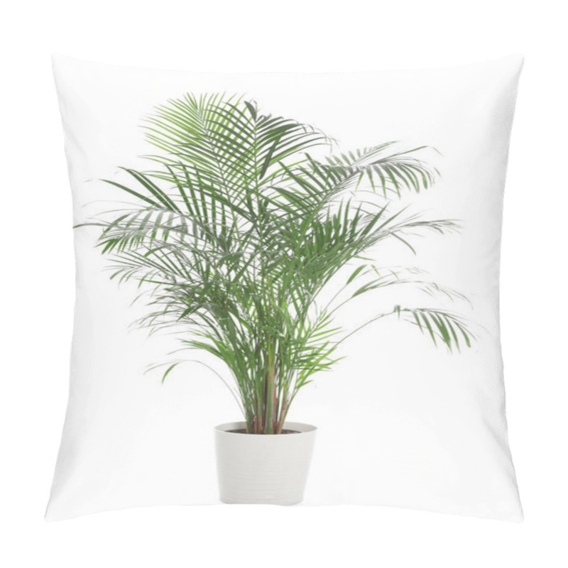 Personality  Pot With Ravenea Rivularis Plant Isolated On White. Home Decor Pillow Covers