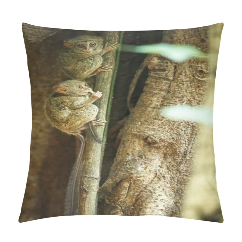 Personality  Family Of Spectral Tarsiers, Tarsius Spectrum, Portrait Of Rare Endemic Nocturnal Mammals, Small Cute Primate In Large Ficus Tree In Jungle, Tangkoko National Park, Sulawesi, Indonesia, Asia Pillow Covers