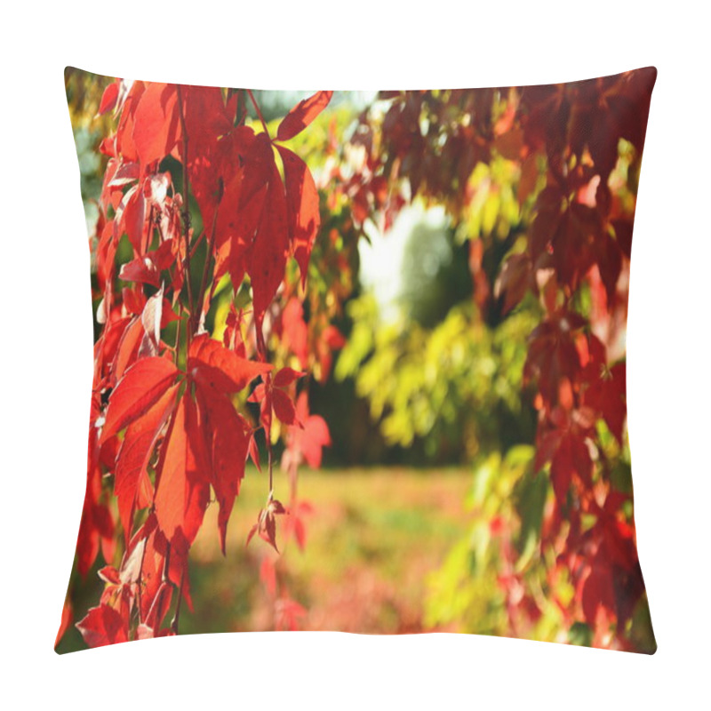 Personality  Red Virginia Creeper In Autumn Pillow Covers