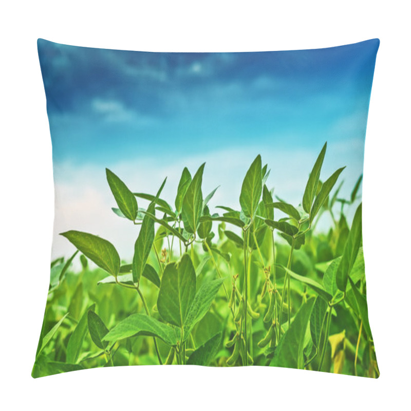 Personality  Soybean Crops In Field With Blue Sky Pillow Covers