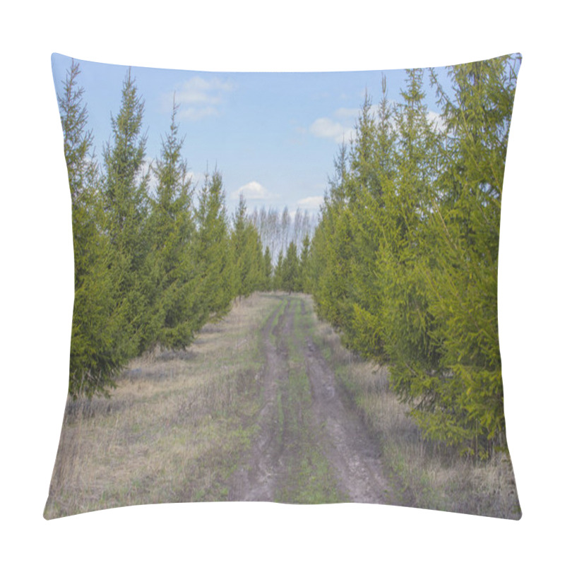 Personality  Young Pines Along The Park Path. Pine Coniferous Park Ate Cedar Larch Early Spring Pillow Covers