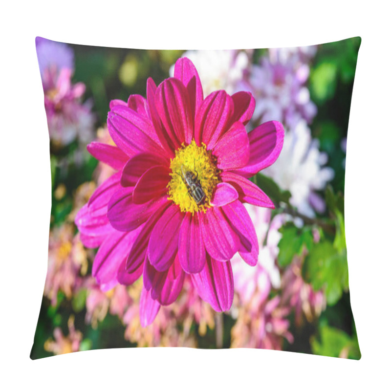 Personality  Flower Fly Hoverfly Collects Nectar On Autumn Flowers Chrysanthemum In The Garden Pillow Covers