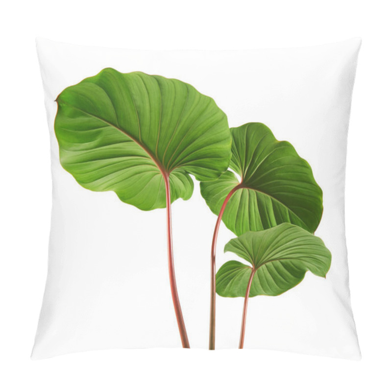 Personality  Homalomena Foliage, Green Leaf With Red Petioles Isolated On White Background, With Clipping Path Pillow Covers