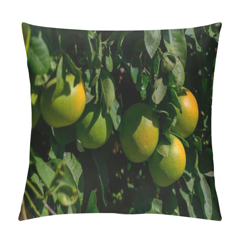 Personality  A Vibrant Orange Tree Reveals Clusters Of Green Fruit Amidst Lush Foliage. Sunlight Filters Through The Leaves, Creating A Warm Atmosphere In This Peaceful Orchard. Pillow Covers