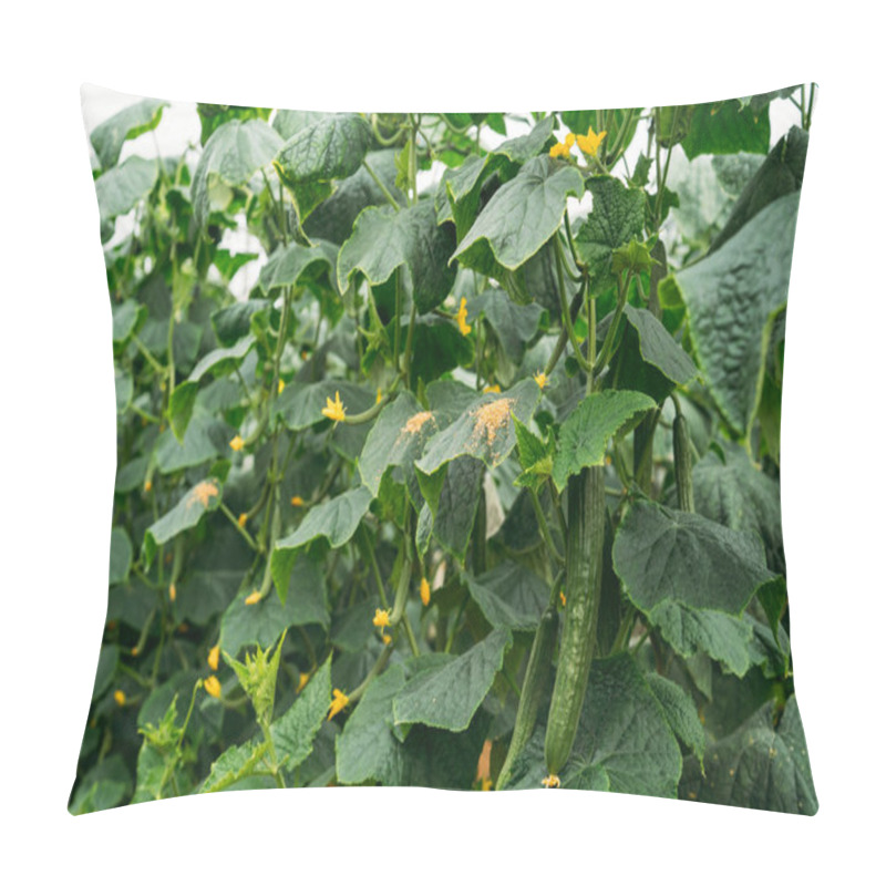 Personality  Cucumber Plants Growing In Traditional Greenhouse In Almeria. Pillow Covers