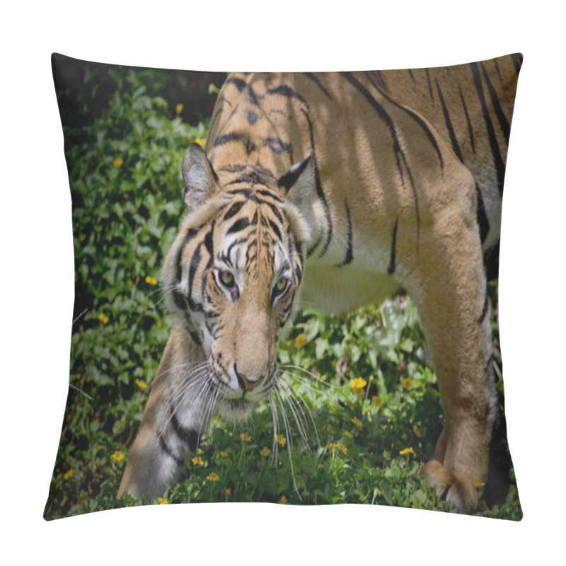 Personality  Black And White Tiger Looking His Prey And Ready To Catch It. Pillow Covers