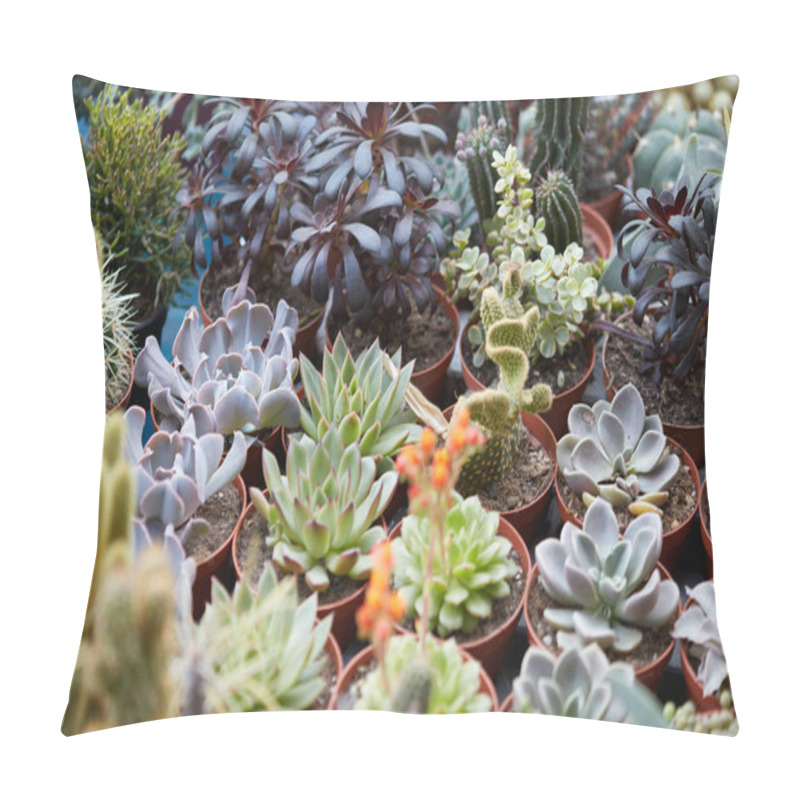 Personality  Succulent Plants Collection In Pots Pillow Covers