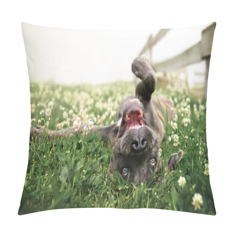 Personality  Happy Cane Corso Puppy Rolling On Grass In Summer Pillow Covers