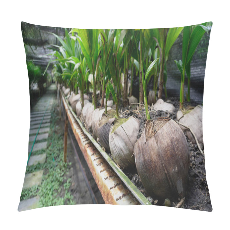 Personality  Vibrant Coconut Plantation With Lush Green Coconut Palms, Featuring Fresh Coconuts Growing In Clusters, Sunlight Streaming Through The Leaves, And A Serene Natural Atmosphere Pillow Covers