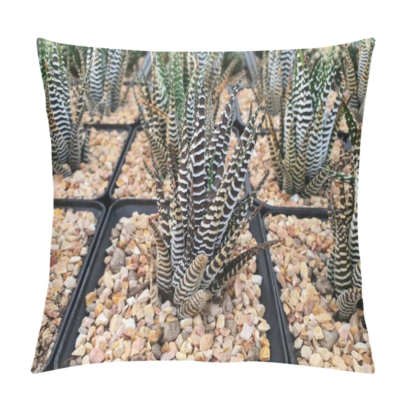 Personality  Haworthiopsis Attenuata Is An Agave-like Succulent Plant. Striped Like A Zebra It Is Commonly Grown As An Ornamental Plant. Pillow Covers