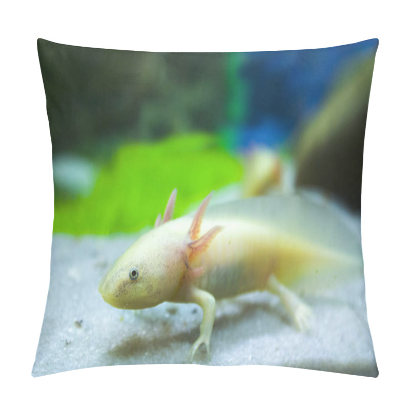 Personality  White Axolotl Salamander Aquarium Pillow Covers