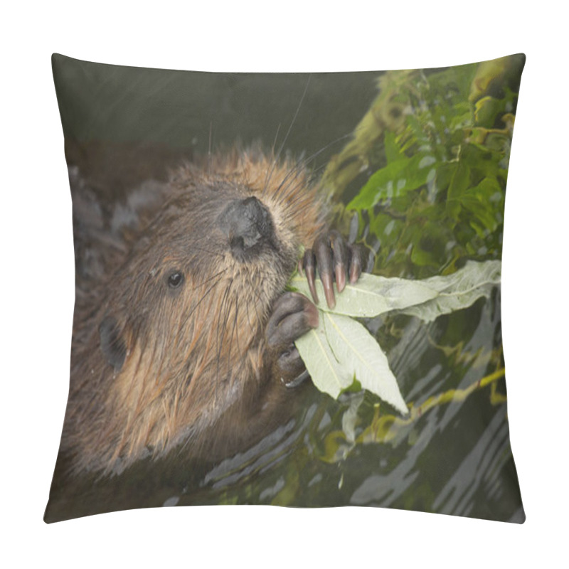 Personality  Eurasian Beaver (Castor Fiber) . Pillow Covers