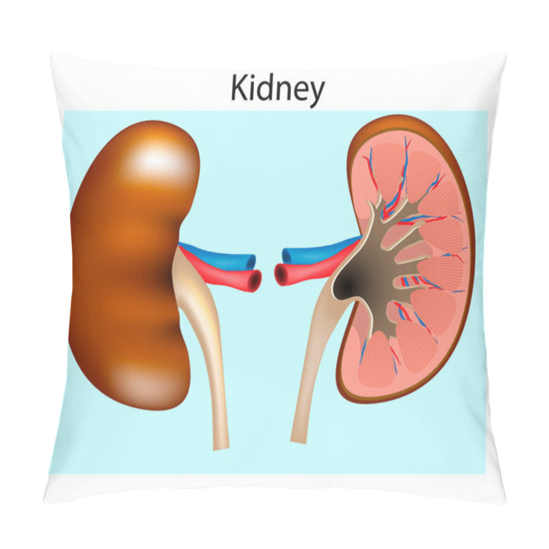 Personality  Anatomy Of The Human Kidney. Cut Section Of Kidney. Blood Supply And Internal Structure Pillow Covers