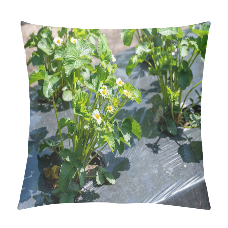 Personality  Plantations Of Young Strawberry Plants Growing Outdoor On Soil Covered With Plastic Film Pillow Covers