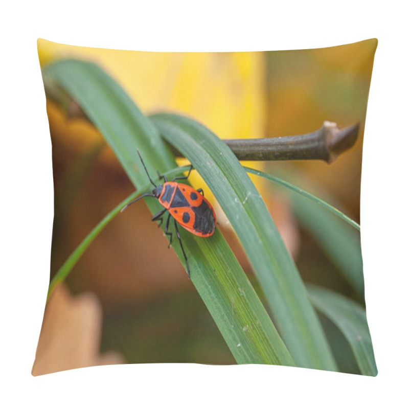 Personality  Firebug, Pyrrhocoris Apterus Beetle Walking In Grass. Macro Animal Background. High Quality Photo Pillow Covers