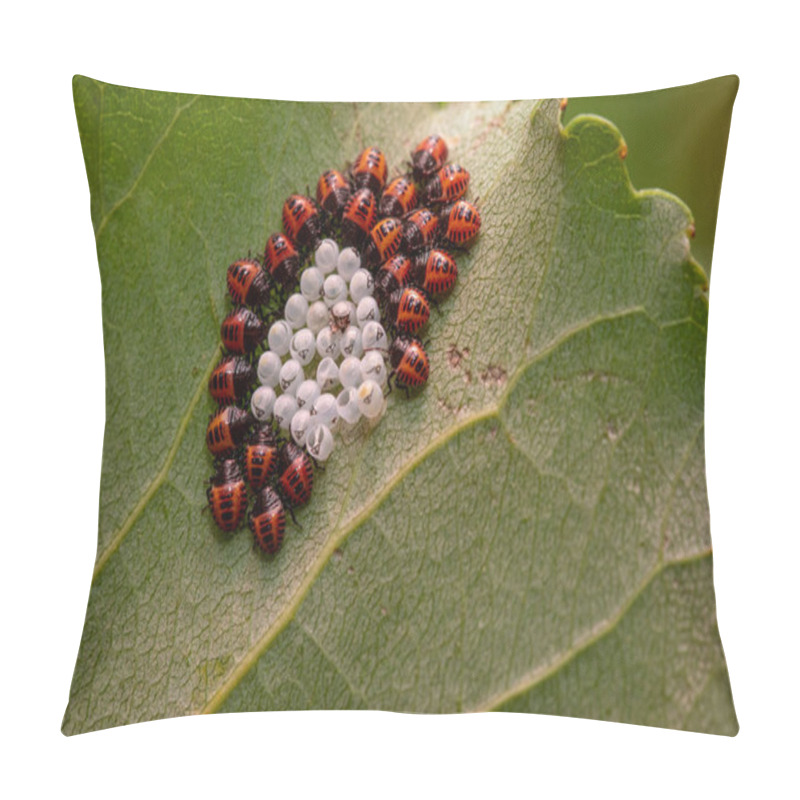 Personality  An Extreme Close-up View Of Newly Hatched Brown Marmorated Stink Bugs (Halyomorpha Halys) On A Plant. A Common Pest That Invades Gardens And Crops. Pillow Covers