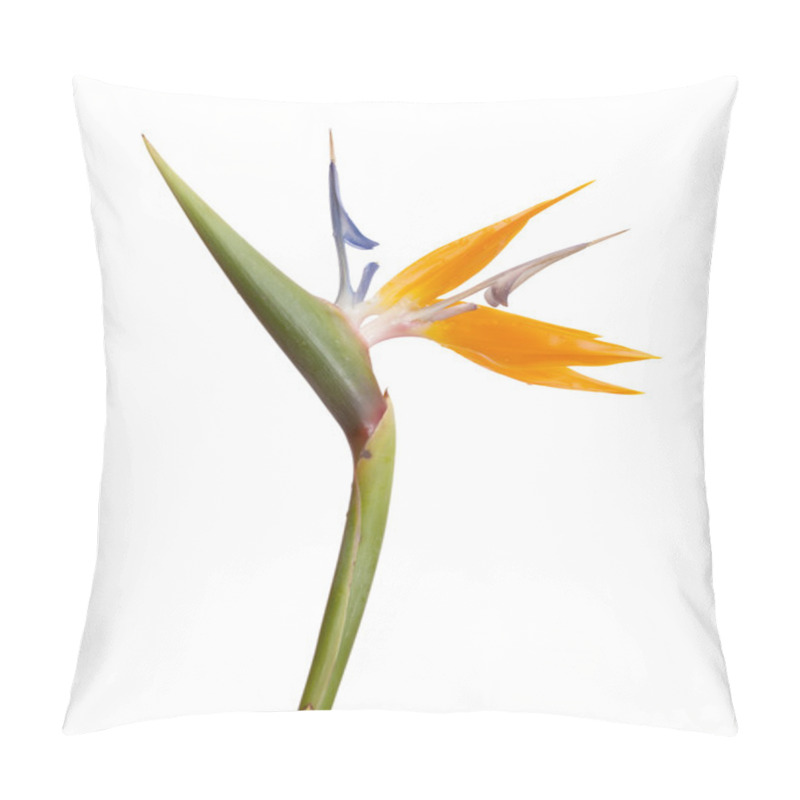 Personality  Strelitzia Reginae Isolated Pillow Covers