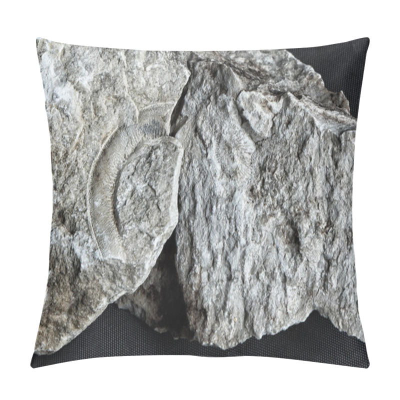 Personality  Shells And Sea Snake Fossil In The Gray Stone Pillow Covers